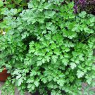 seeds 1oz italian parsley culinary herb heirloom gardening (approx 18,000 )