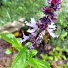 seeds 200 cinnamon basil - herb perennial heirloom insect bug repellent