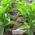 1000 seeds dominican republic olor ~ fine cigar wrapper nicotiana tabacum