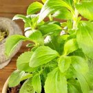 seeds 15 stevia - sweet herb pcs sugar substitute plant#