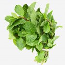 seeds mint herb - rau húng lũi | 85% germination (1000 pcs)