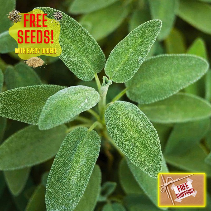 seeds fresh sage | broadleaf herb culinary heirloom non-gmo