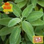 seeds fresh sage | broadleaf herb culinary heirloom non-gmo