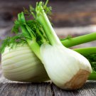seeds 200 florence fennel