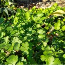 50 seeds count cilantro coriander - non-gmo / heirloom