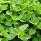 3 premium sweet marjoram - fresh organic heirloom seed buy any var, 20% off