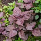 800 seeds purple shiso herb perilla asian culinary chinese basil mi