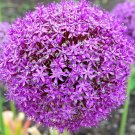 100 seeds giant onion (allium giganteum) annual flower edible herb plant