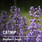 250 seeds catnip - culinary & medicinal herb non gmo