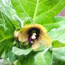 100seeds. hyoscyamus niger, stinking nightshade, black henbane