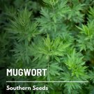 100 seeds mugwort - medicinal herb non-gmo (artemisia vulgaris)