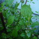 seeds motherwort/leonurus cardiaca
