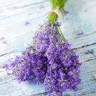 150 seeds english lavender -