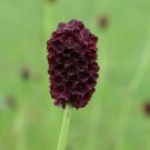 seeds salad burnet sanquisorba minor ‘little angel’ culinary 60 non-gmo