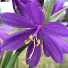 20 seeds grasswidow purple-eyed grass widow olsynium douglasii purple flower