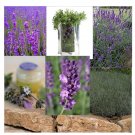 seeds 200 english lavender heirloom non-gmo always fresh
