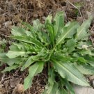 seeds common plantain herb 50