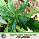 500 culantro seeds, mexican coriander, ngò gai, recao, chadon beni, genuine