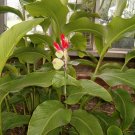 seeds canna indica var warszewiczii unusual species -