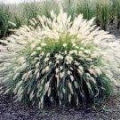30 seeds white fountain grass pennisetum villosum ornamental flower *flat ship
