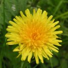 seeds dandelion 100 "true" herb garden perennial culinary teas