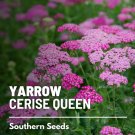 seeds yarrow, cerise queen - heirloom medicinal herb pollinator friendly