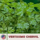 200 vertissimo chervil seeds, open-pollinated, culinary herb, genuine