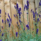 lavender seeds, blue hidcote, perennial heirloom herb 50ct