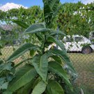 seeds 1000 bolivian criollo black tobacco (nicotiana tabacum)