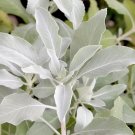 75 sacred california white sage salvia apiana shrub silver folliage native smudg