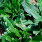 500seedsculantro seeds, mexican coriander, ngò gai, recao, buy2get