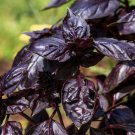 seeds thai basil purple ocimum basilicum heirloom non-gmo 450