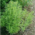 seeds savory great garden herb by seed kingdom 2,100