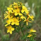 1500 seeds great saint johns wort st john's hypericum pyramidatum yellow herb