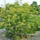 100 fennel seeds, fern-like foliage, yellow flowers, licorice flaver