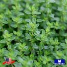seeds 1500 thyme - common non-gmo heirloom bogo 50% off