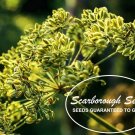 seeds 250 scarborough cumin non-gmo heirloom open-pollinated herb