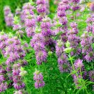 seeds 301lemon mint flower perennial native wildflower herb garden container