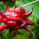 seeds 25roselle asian sour leaf red sorrell florida cranberry jamaican tea