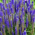 200 seeds blue bouquet veronica spicata spike speedwell herb flower