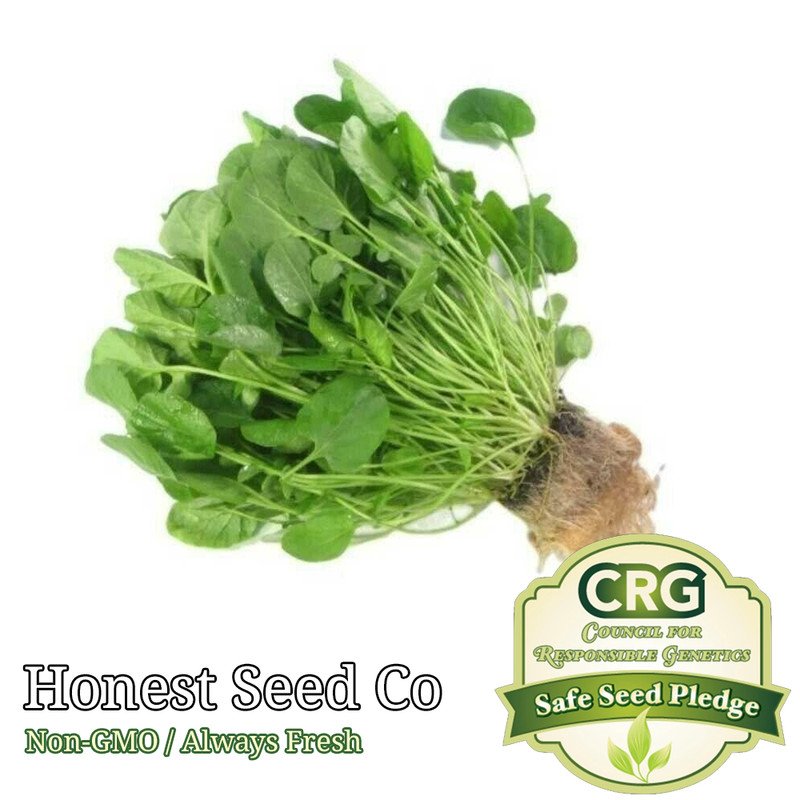 seeds upland pepper cress | non-gmo fresh garden