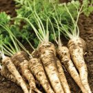 500 hamburg root parsley seeds. organic. ships