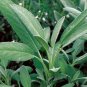 seeds 50broadleaf sage kichen common garden perennial herb