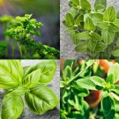 seeds culinary herb survival kit or grow indoors: basil parsley oregano marjoram