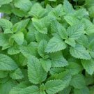 1000 lemon mint * bulk seeds* medicinal healthful