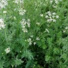 2018 seeds cumin seeds- heirloom herb- 500 $1.69 max