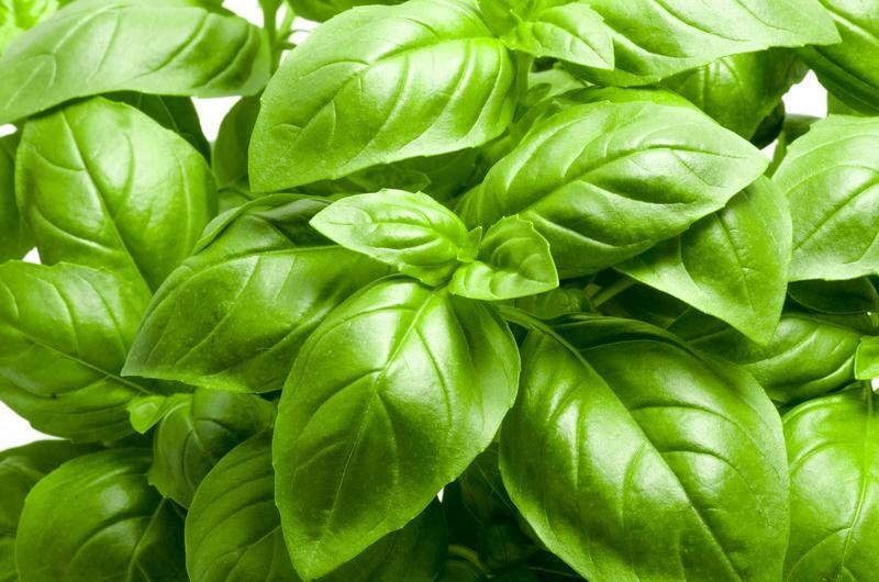 seeds large leaf basil | non-gmo heirloom herb vegetable garden