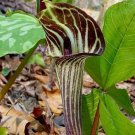 5 seeds jack in the pulpit arisaema triphyllum shade flower *flat s/h