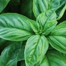 seeds sweet italian basil 150mg non gmo