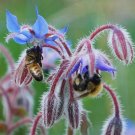 100 seeds borage edible flowers and leaves heirloom annual non-gmo